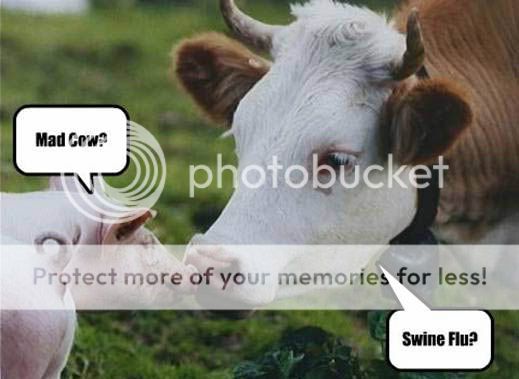 madcowswineflu.jpg