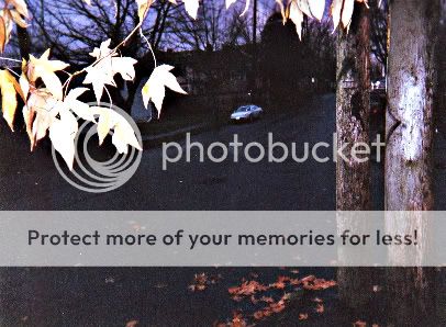 Madrona,Seattle,leaves,rain