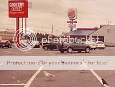 pigeons,Aurora Grocery,Seattle