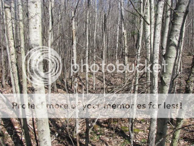 http://i698.photobucket.com/albums/vv345/dustyroads07/036.jpg Image
