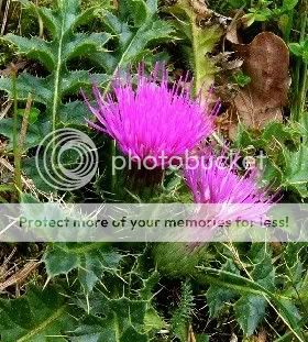 cirsium - Kratzdistel