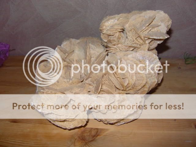 sandrose