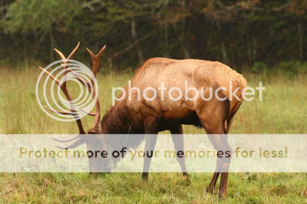 IMAGE: http://i698.photobucket.com/albums/vv347/bradipock/Elk/IMG_2461.jpg