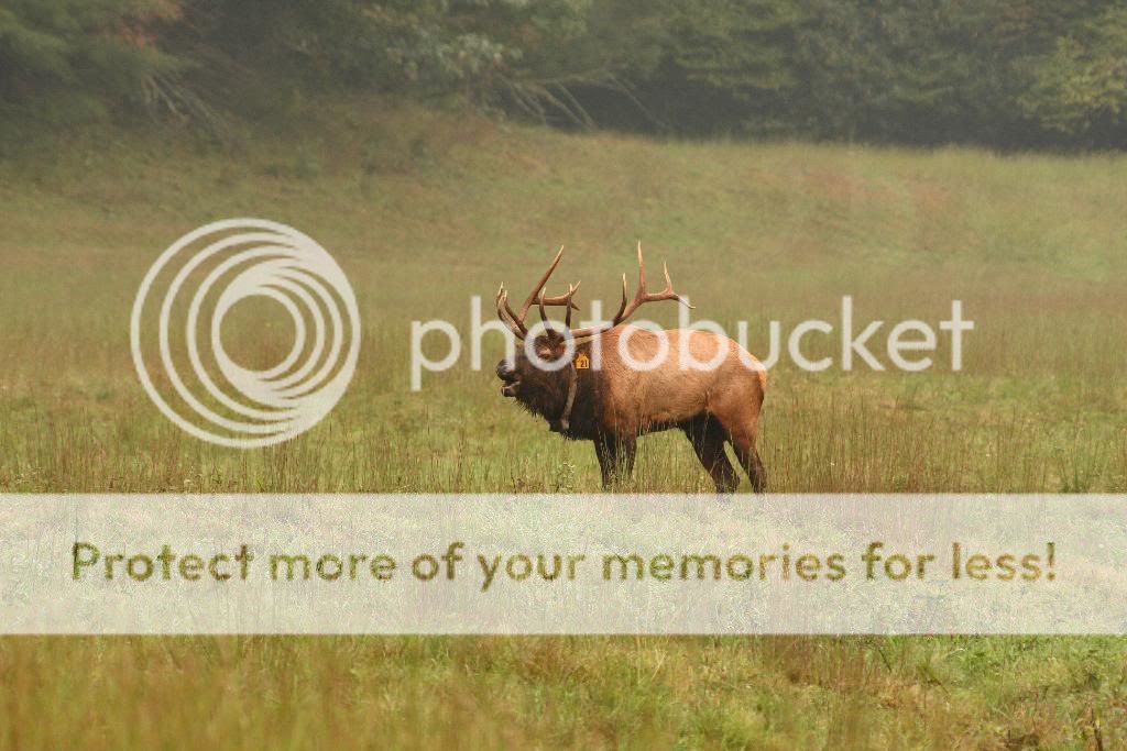 IMAGE: http://i698.photobucket.com/albums/vv347/bradipock/Elk/IMG_2468.jpg