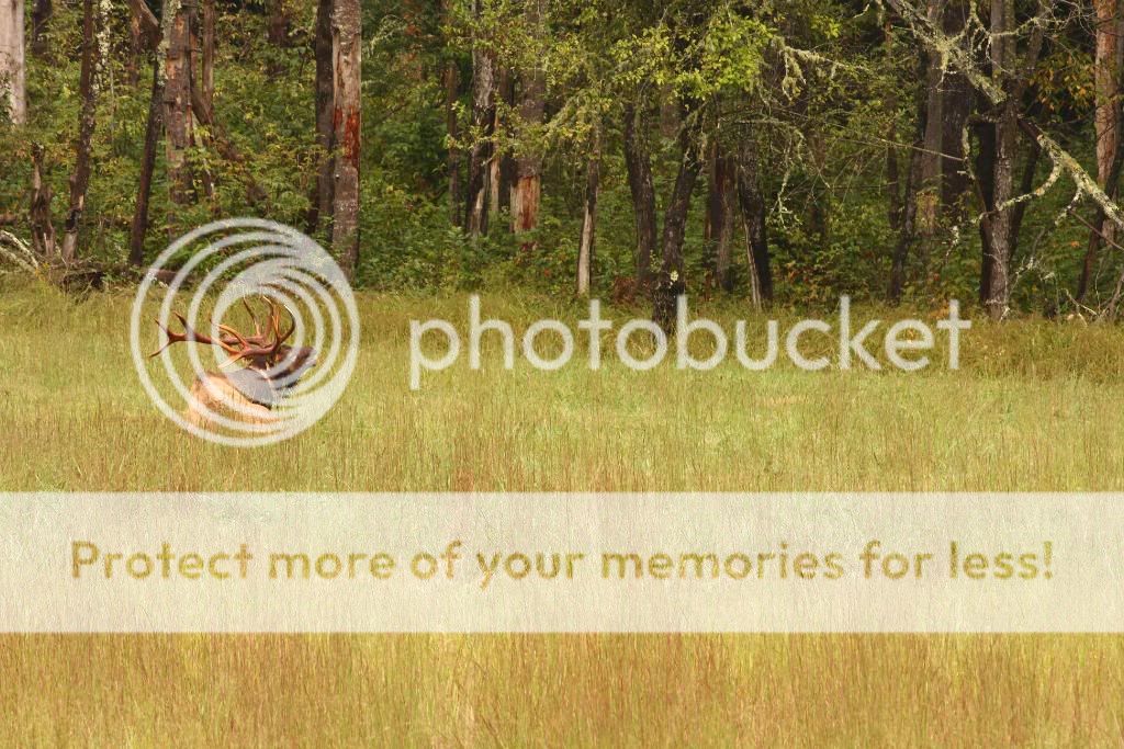 IMAGE: http://i698.photobucket.com/albums/vv347/bradipock/Elk/IMG_2480.jpg