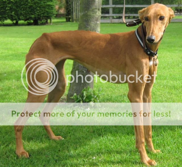 rottweiler x lurcher lurcher link view topic dakota whippet x rehomed rottweiler x lurcher lurcher link view topic dakota whippet x rehomed