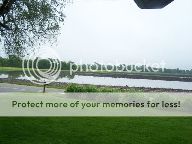 Suggestions for privacy shrub/hedge? - Homesteading Questions