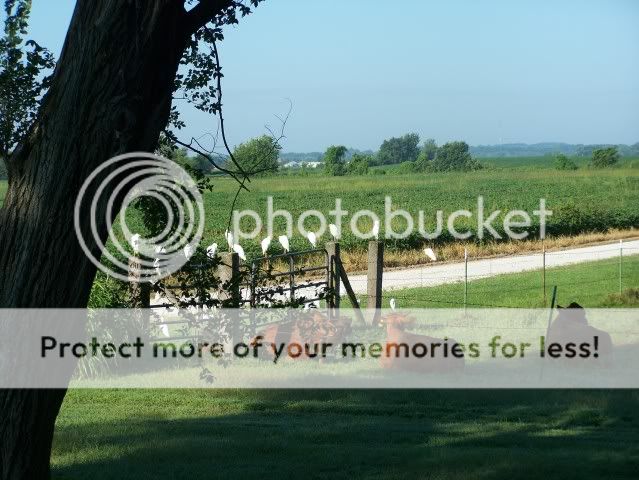 Homestead Pictures Thread.. - Homesteading Questions