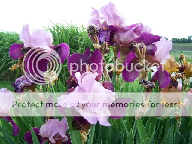 Homestead Pictures Thread.. - Homesteading Questions