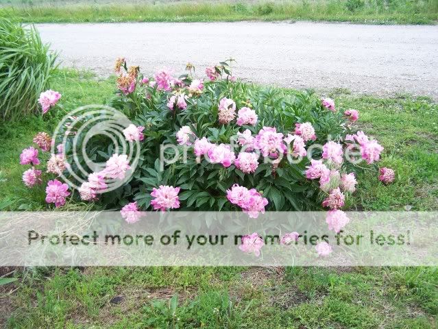 Homestead Pictures Thread.. - Homesteading Questions