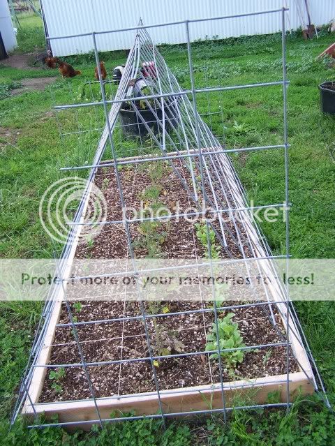 Homestead Pictures Thread.. - Homesteading Questions