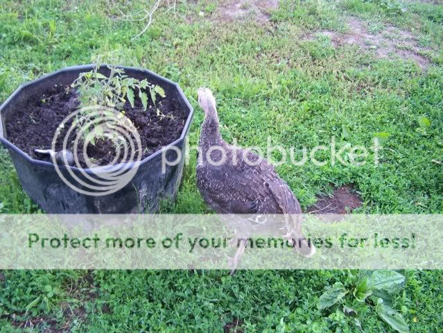 Homestead Pictures Thread.. - Homesteading Questions