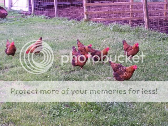 Homestead Pictures Thread.. - Homesteading Questions