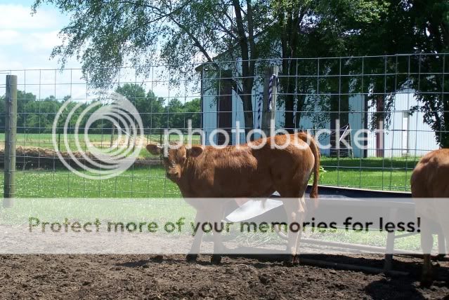 Homestead Pictures Thread.. - Homesteading Questions