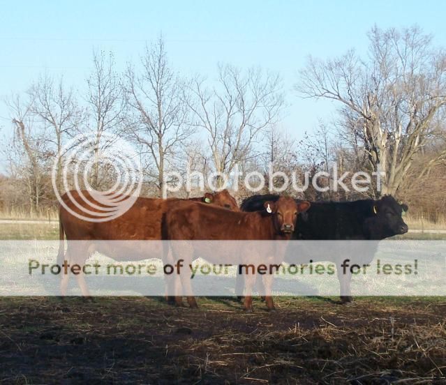 Some photos - Cattle