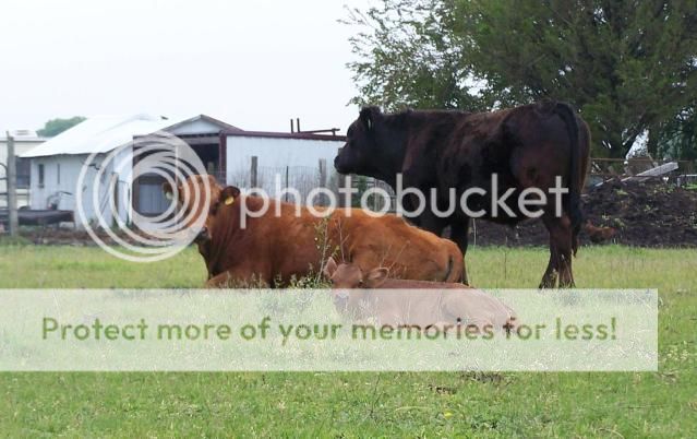 Just some pics - Cattle