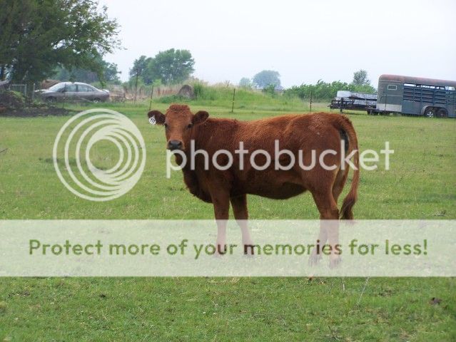 Just some pics - Cattle