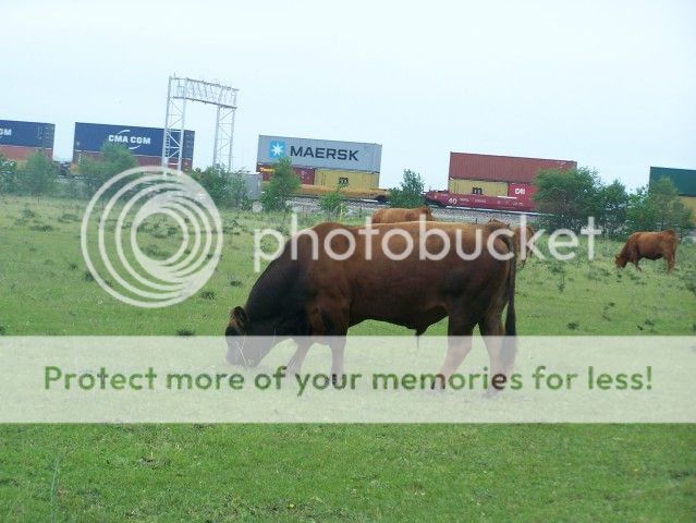Looking for an angus bull? - Cattle