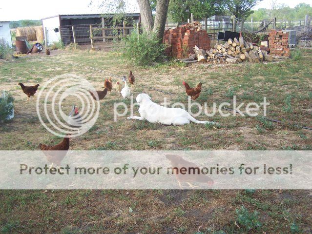 How best to find a farm dog? - Homesteading Questions