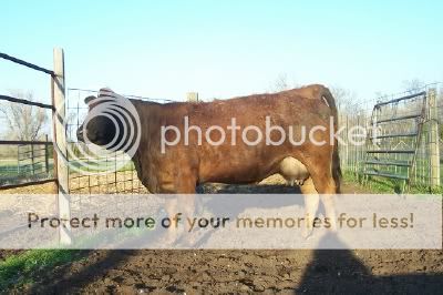 Would you like to see my pet cow? - Cattle