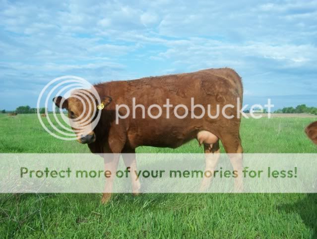 Skier Wins cow.  Well really a calf. - Cattle