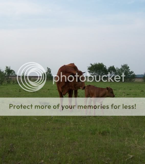 Some photos - Cattle