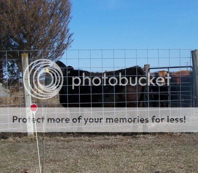 Some photos - Cattle