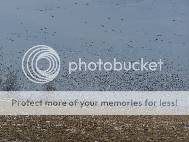 Pictures around your Homestead - Homesteading Questions