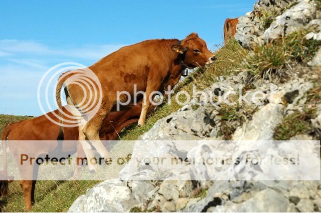 Some photos - Cattle