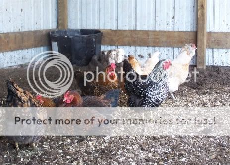 What am I? (pic) - Poultry