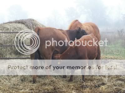 Would you like to see my pet cow? - Cattle