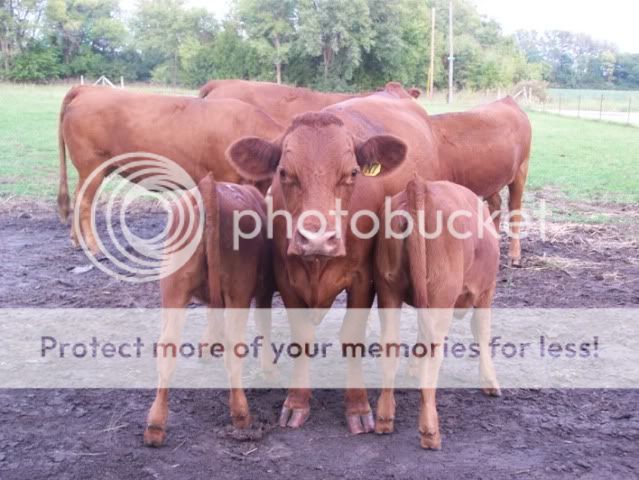 Pictures around your Homestead - Homesteading Questions