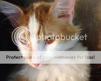 [PokeCommunity.com] Cats